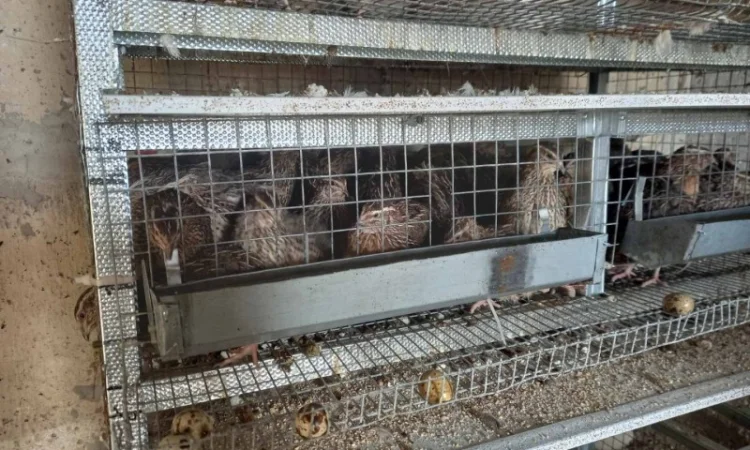 Продам перепелів-несушок Техаська біла Фараон - фото № 2