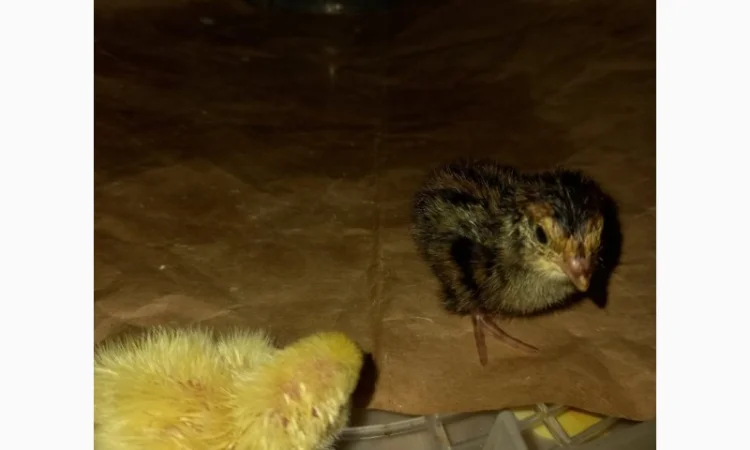 Перепел добовий Техаська біла Фараон - фото № 1