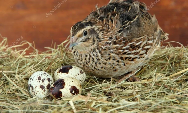 Несушка перепела Маньчжурский, Техасец - фото № 1