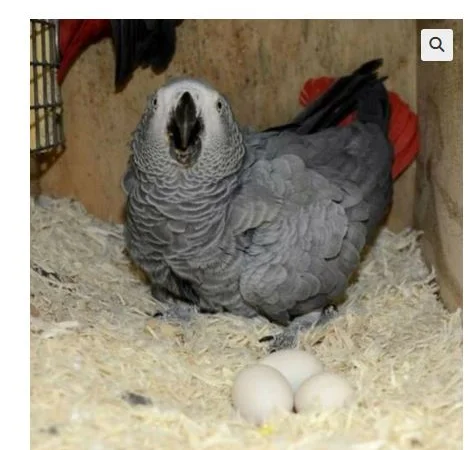 African Grey Parrots and parrots eggs for sale - фото № 1