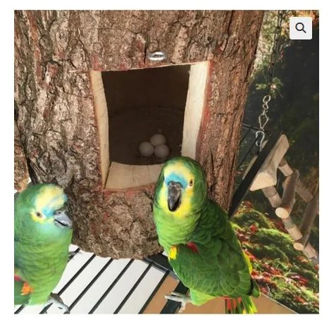 African Grey Parrots and parrots eggs for sale - фото № 2