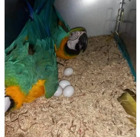 African Grey Parrots and parrots eggs for sale - фото № 4