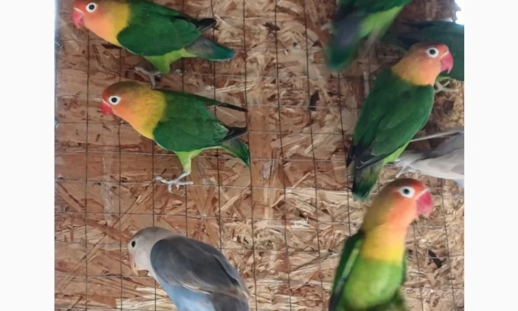 Нерозлучник Фішера - фото № 1