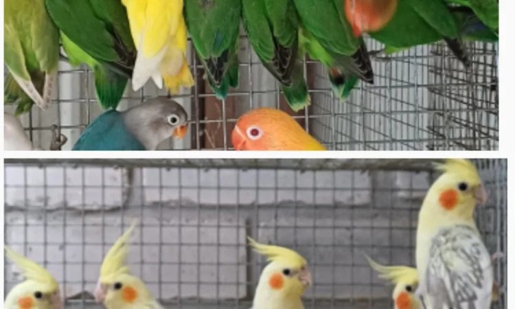 Нерозлучник - фото № 1