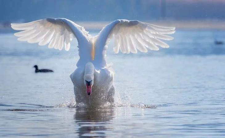Белый лебедь, половозрелые самцы, самки, пары - фото № 1