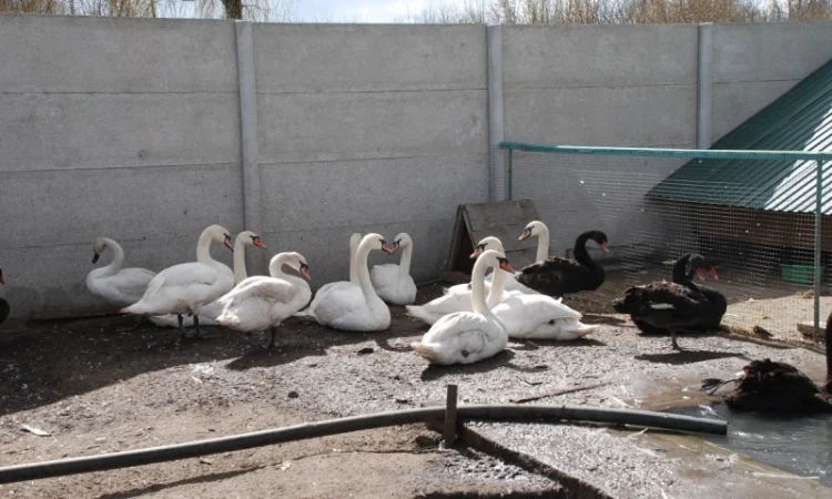 Белый лебедь - фото № 2