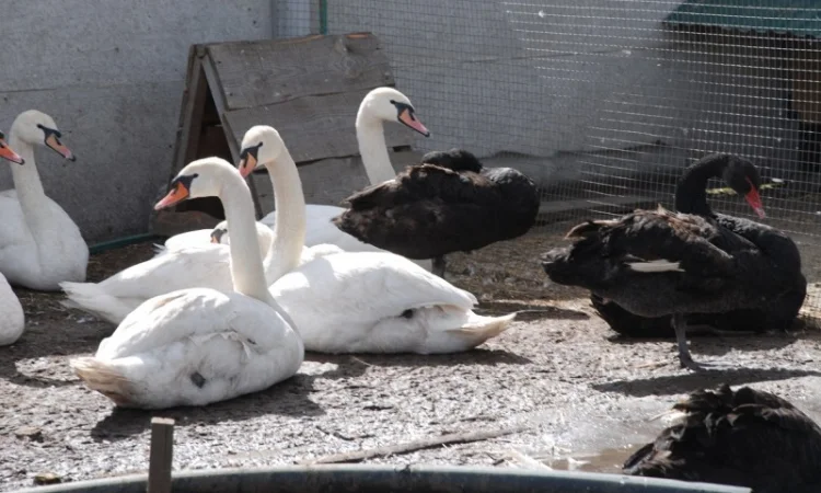 Белый лебедь - фото № 3