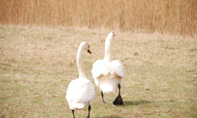Белый лебедь - фото № 4