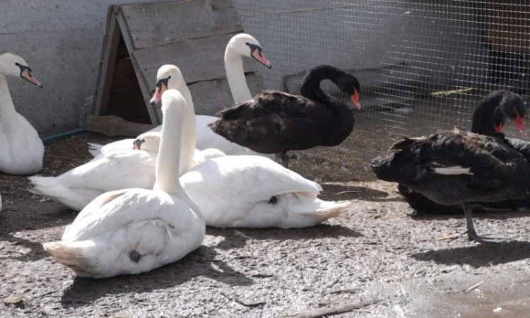 Белый лебедь - фото № 5