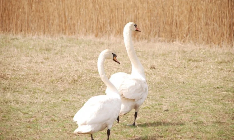 Белый лебедь - фото № 6