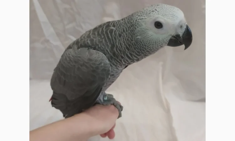 Жако. Ручные малыши выкормыши. Птица. Птенец - фото № 1