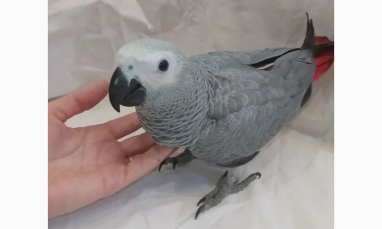 Жако. Ручные малыши выкормыши. Птица. Птенец - фото № 2