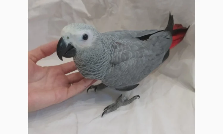 Жако. Ручные малыши выкормыши. Птица. Птенец - фото № 3