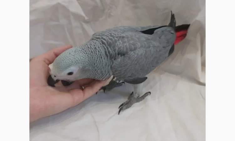 Жако. Ручные малыши выкормыши. Птица. Птенец - фото № 4