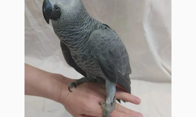 Жако. Ручные малыши выкормыши. Птица. Птенец - фото № 5