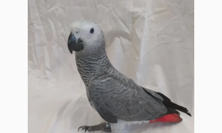 Жако. Ручные малыши выкормыши. Птица. Птенец - фото № 6