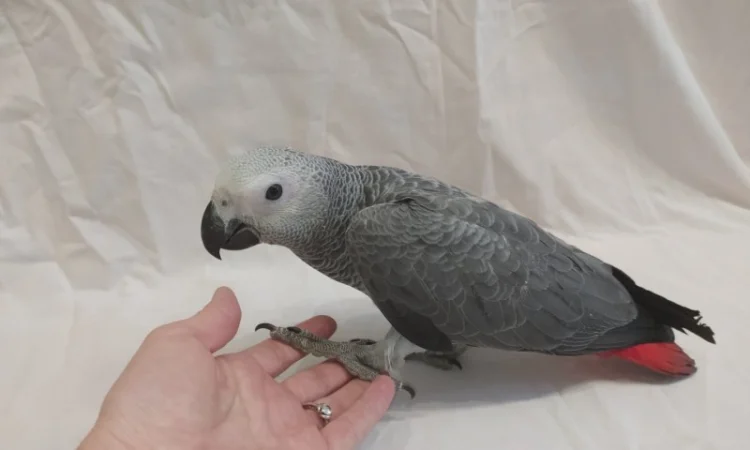 Жако. Ручные малыши выкормыши. Птица. Птенец - фото № 7