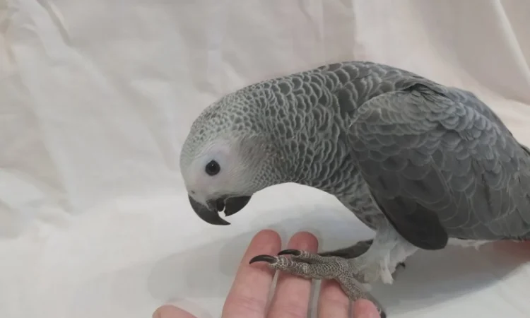 Жако. Ручные малыши выкормыши. Птица. Птенец - фото № 8