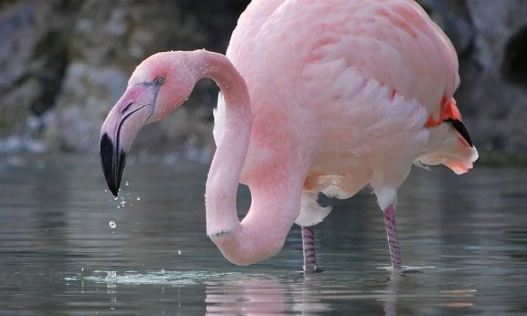 Домашній птах Фламінго, білі та рожеві фламінго - фото № 4