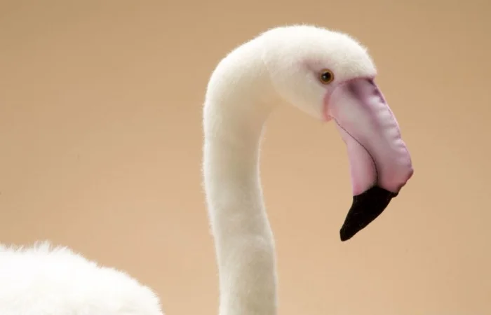 Домашній птах Фламінго, білі та рожеві фламінго - фото № 5