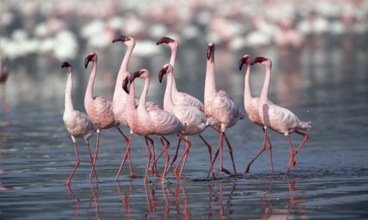 Домашній птах Фламінго, білі та рожеві фламінго - фото № 6