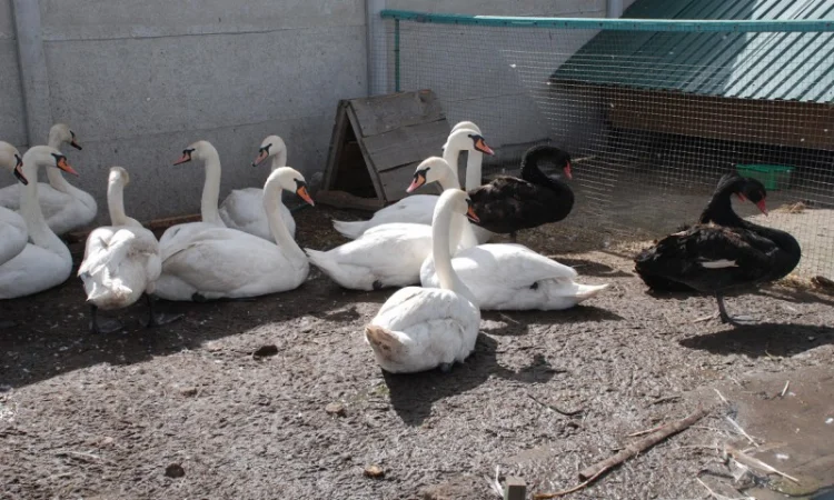 Домашні лебеді на вибір - фото № 1