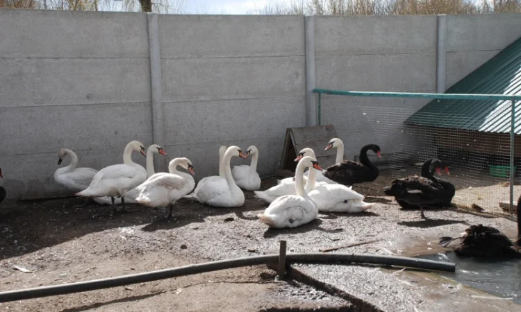Домашні лебеді на вибір - фото № 2