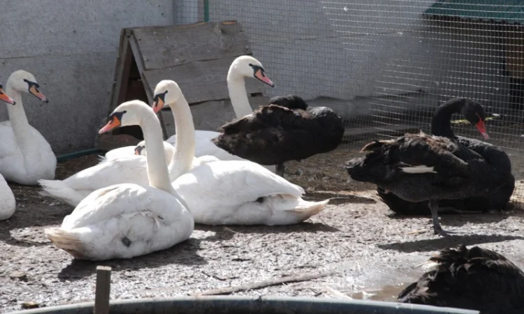 Домашні лебеді на вибір - фото № 3