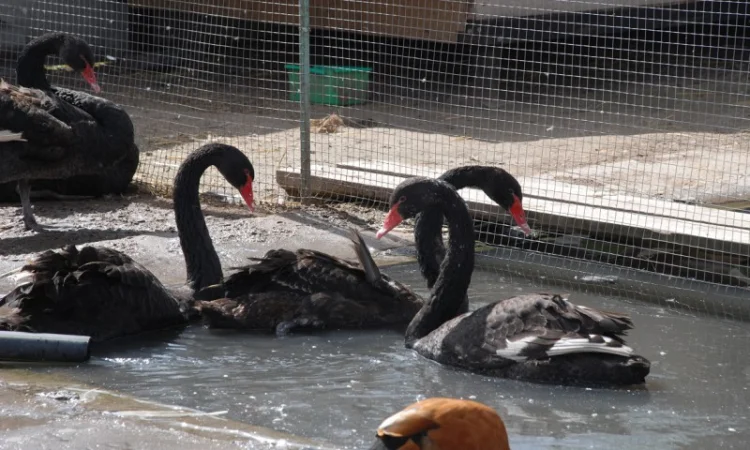 Домашні лебеді на вибір - фото № 5