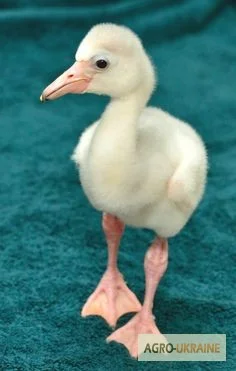 Фламінго рожевий - прикраса вашої водойми - фото № 1