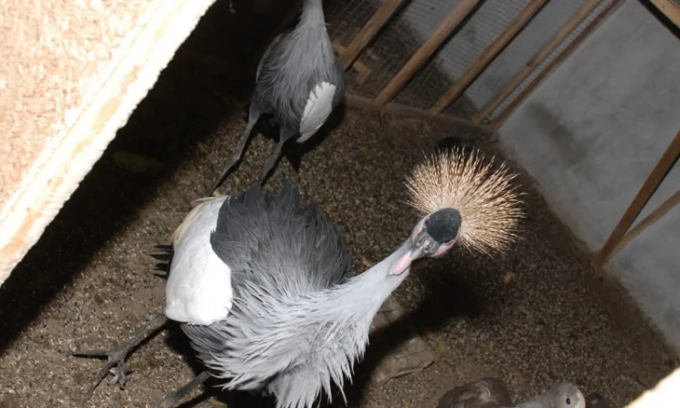 Венценосный журавль, восточный венценосный журавль - фото № 1