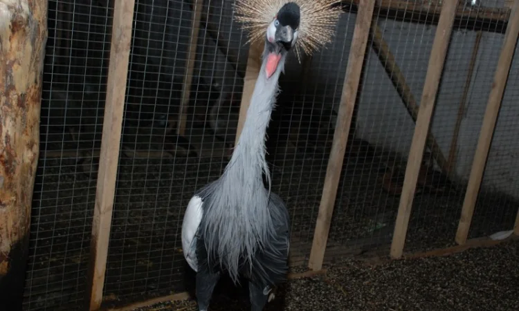 Венценосный журавль, восточный венценосный журавль - фото № 4