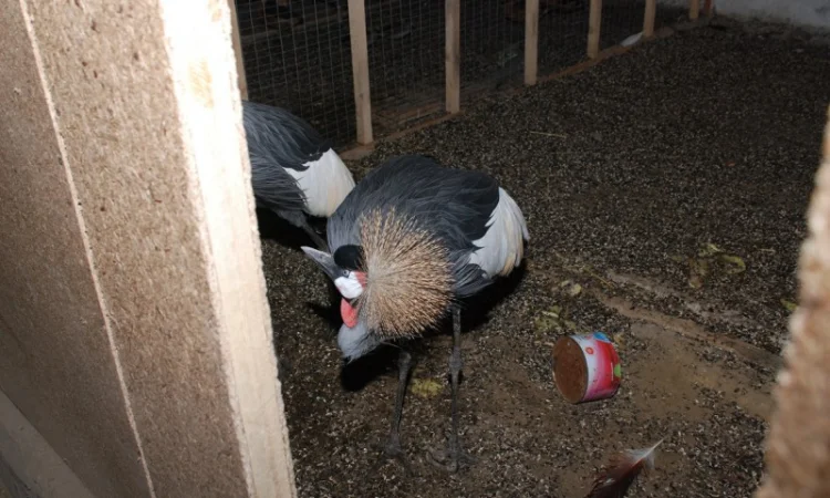 Венценосный журавль, восточный венценосный журавль - фото № 5