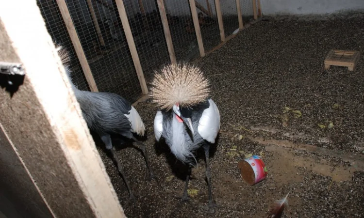 Вінценосний журавель, східний вінценосний журавель - фото № 1