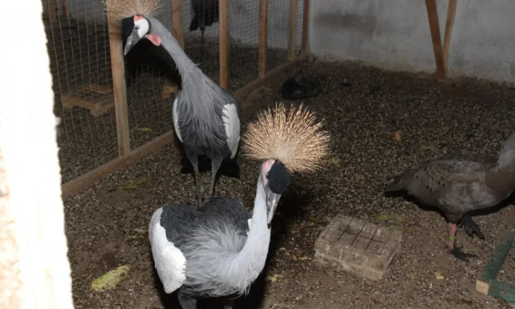 Вінценосний журавель, східний вінценосний журавель - фото № 3