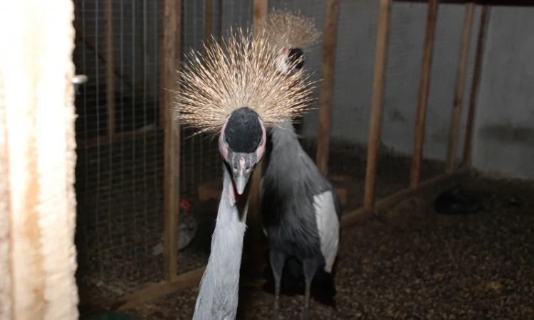 Вінценосний журавель, східний вінценосний журавель - фото № 4