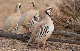 Продам горних куропаток - фото № 3