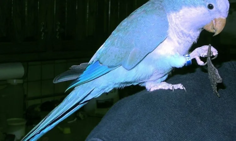 Продам попугаїв - фото № 1