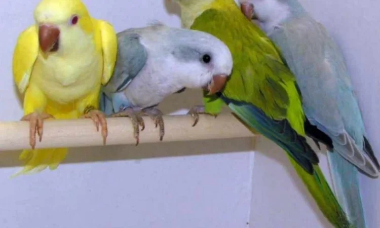 Продам попугаїв - фото № 3