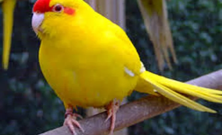 Продам попугаїв - фото № 4