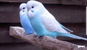 Продам попугаїв - фото № 5