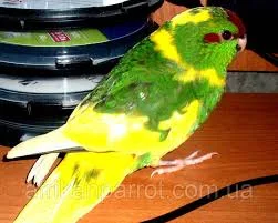 Продам попугаїв - фото № 8