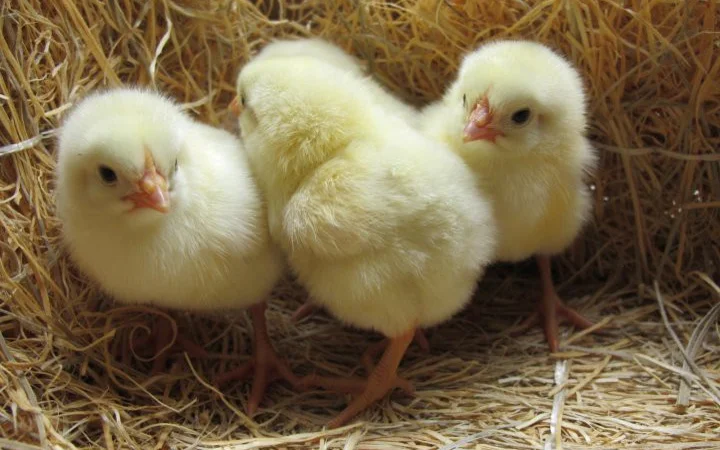 Суточный бройлер кобб-500 - фото № 1