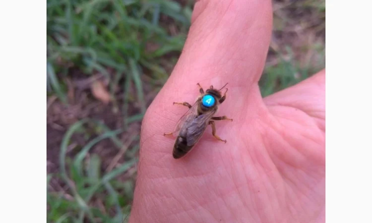 Бджоломатки Карніка F1 неплідні - фото № 1