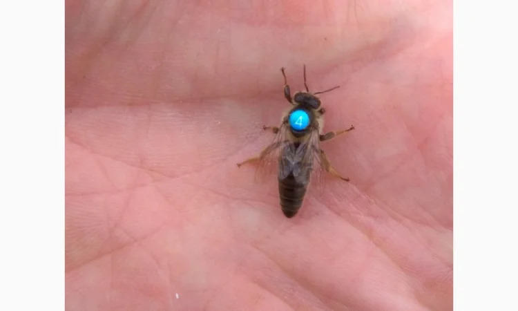 Плідні бджоломатки Карніка F1 - фото № 1