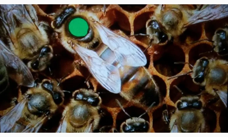 : Пчеломатки украинская степная – племзавод - фото № 1