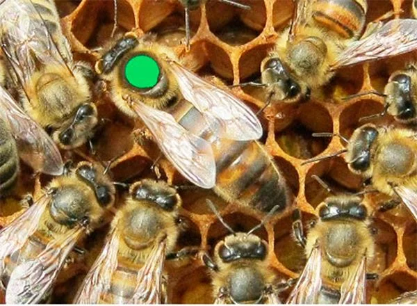 Бджоломатки української степової породи – племзавод - фото № 1