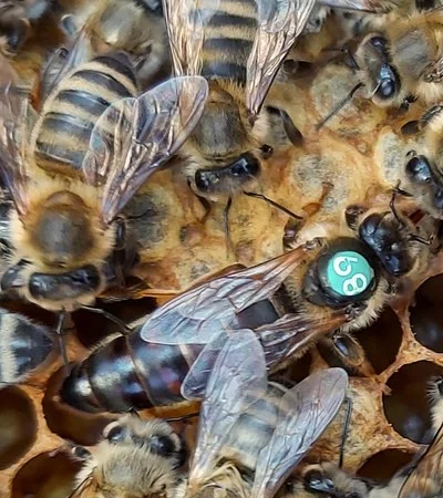 Пчеломатки Carnica 2023 - фото № 1