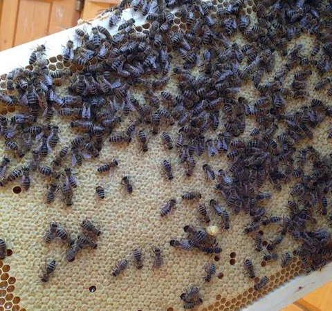 Пчеломатки Carnica 2023 - фото № 2