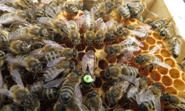 Пчеломатки Carnica 2023 - фото № 3